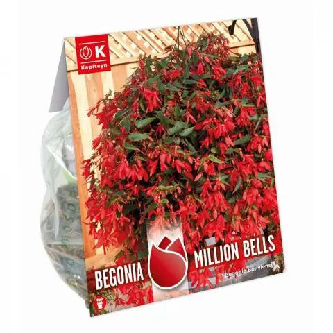 BEGONIA BOLIVIENSIS MILLION BELLS x 1