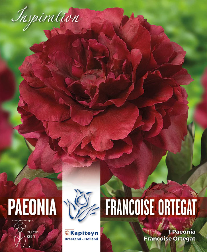 PAEONIA FRANCOISE ORTEGAT x 1