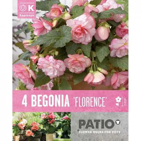 BEGONIA FLORENCE 4