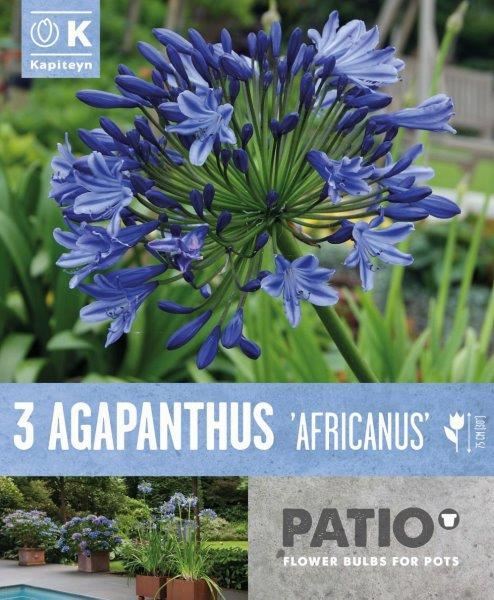 AGAPANTHUS AFRICANUS x 3
