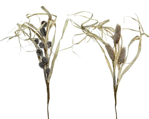 Spray cornleaf snow bristlegrass, natural pinecones