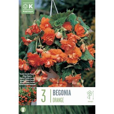 BEGONIA PENDULA CASCADE ORANGE 3