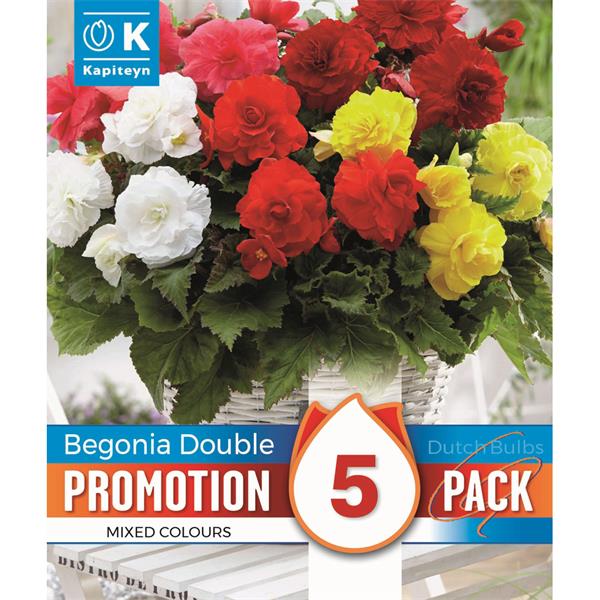 PROMO BEGONIA DOUBLE MIXED COLOURS 5