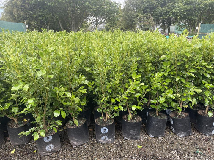 Griselinia littoralis