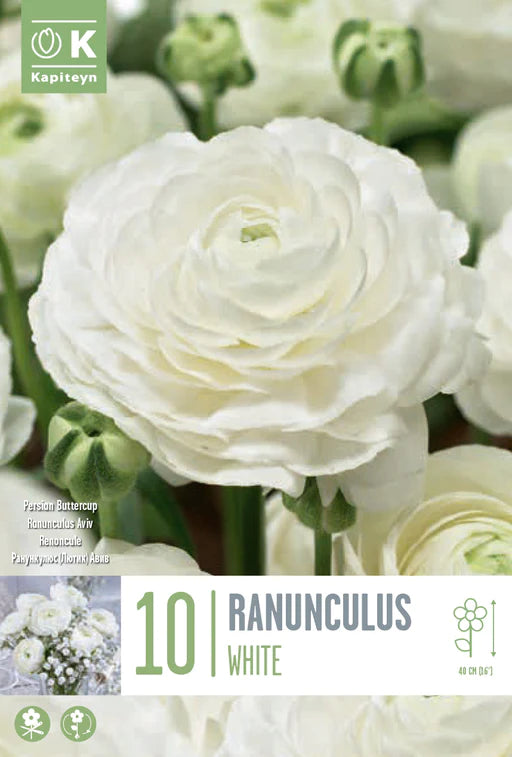 RANUNCULUS AVIV WHITE x 10