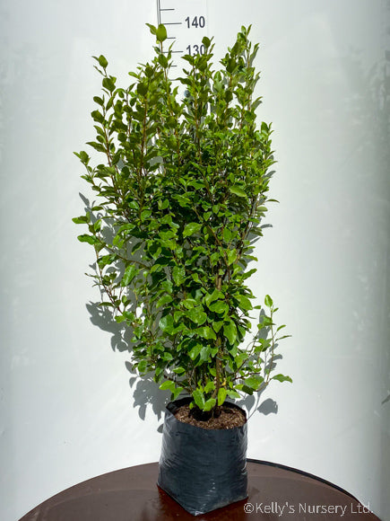 Griselinia littoralis