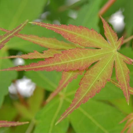 Acer Katsura