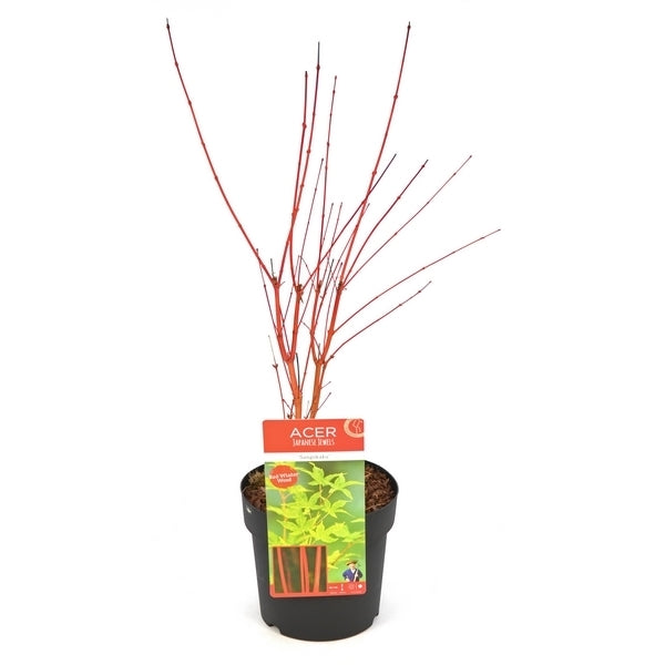 Acer-Sangokaku-Potted-2