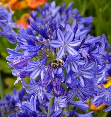 Agapanthus Northern Star
