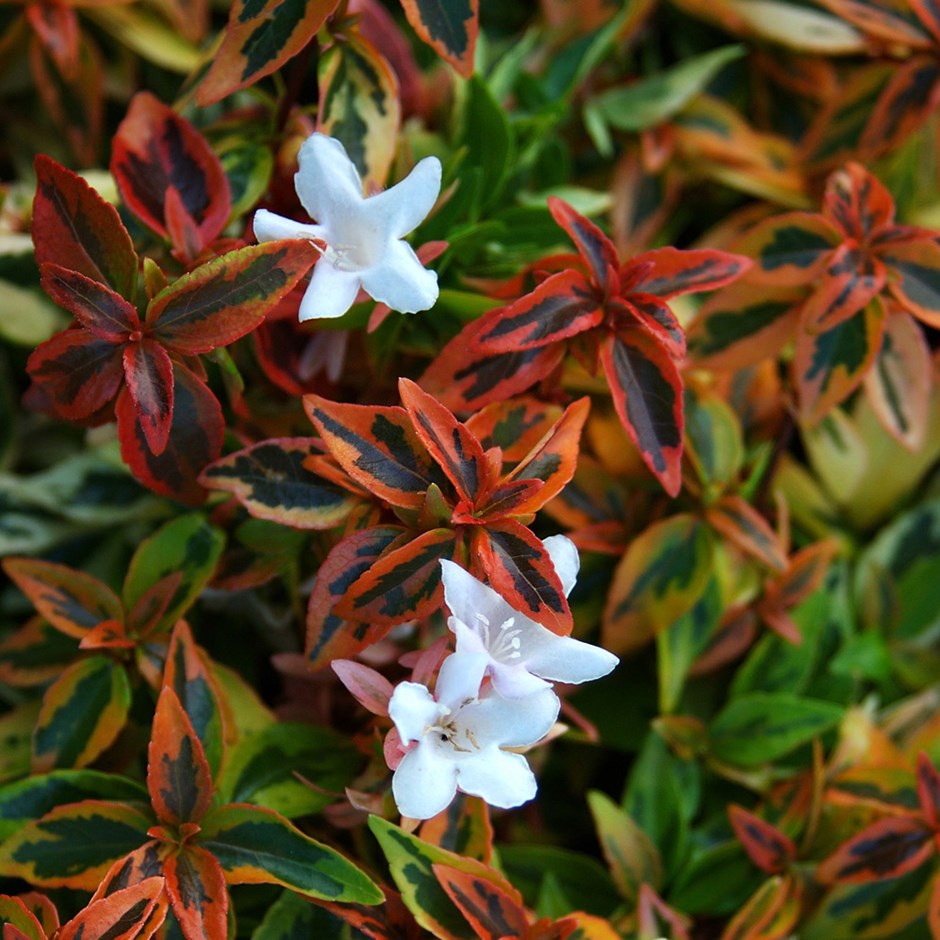 Abelia Kaleidoscope