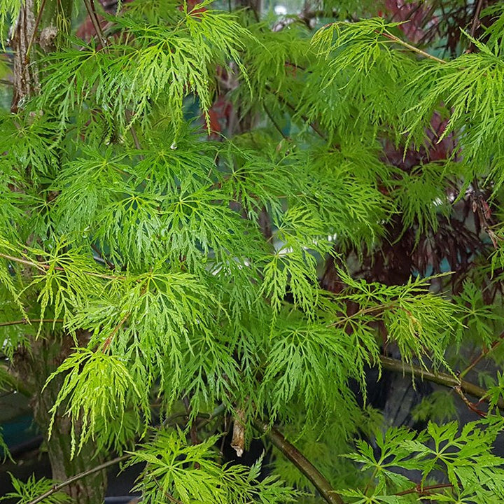 Acer palmatum Emerald Lace  3 Ltr pot