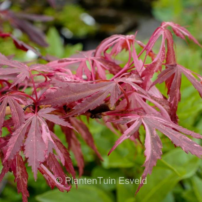 Acer pal. Extravaganza (50-60 cm 10L)