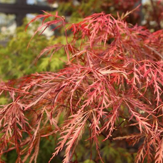 Acer pal. Garnet