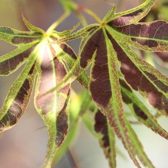 Acer pal. Manyû-no-sato (60-80 cm 10L)