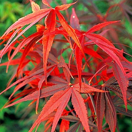 Acer pal. Red Pygmy (150-175 cm 25L)