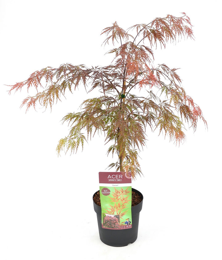 Acer Garnet