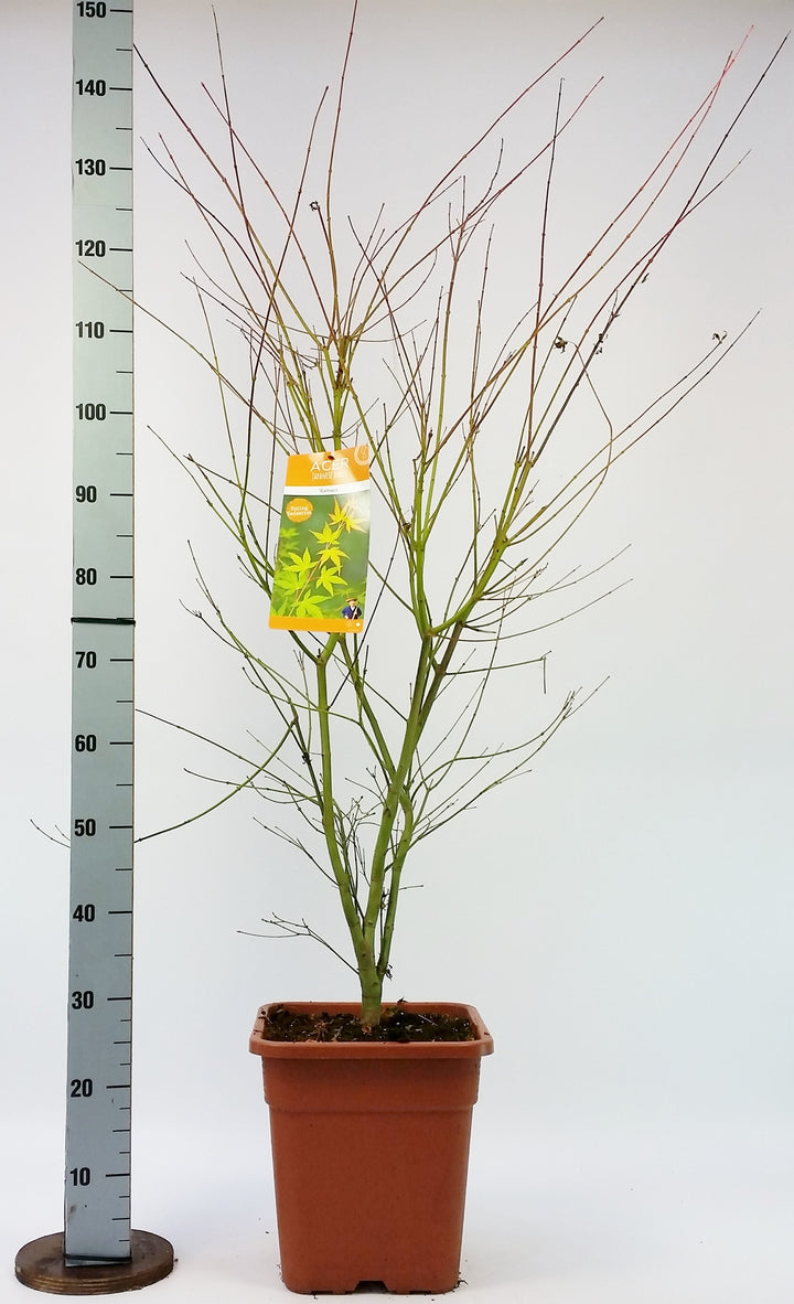 ACER PALM. KATSURA VQ LT. 14