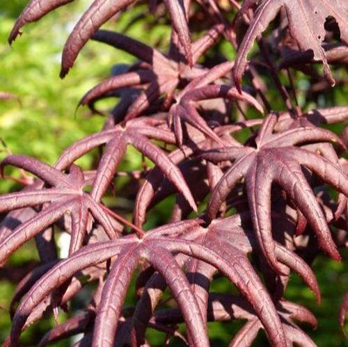 Acer pal. Starfish (60-80 cm 10L)