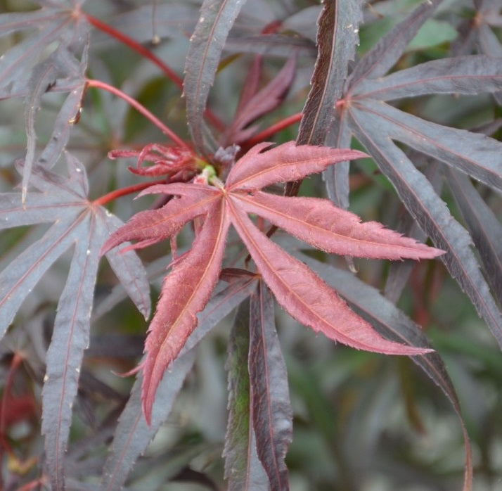 Acer pal. Pevé Dave (60-80 cm 10L)