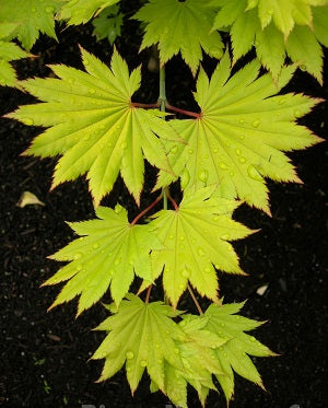 Acer shirasawanum Aureum  C6.5