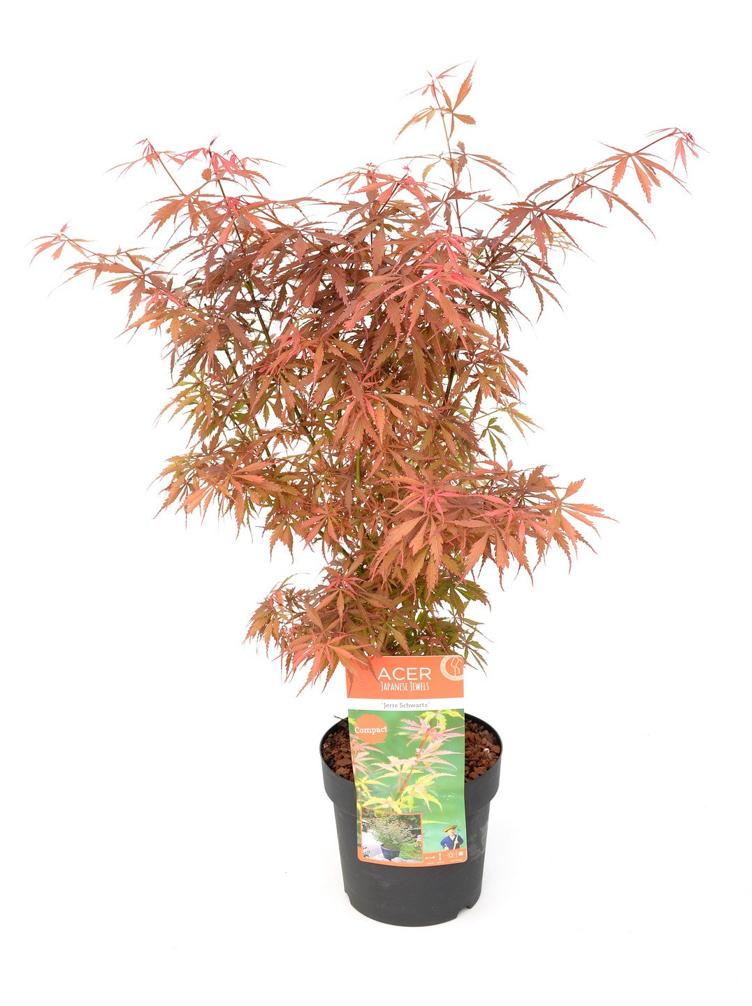 Acer pal. Jerre Schwarz  60-80 CM