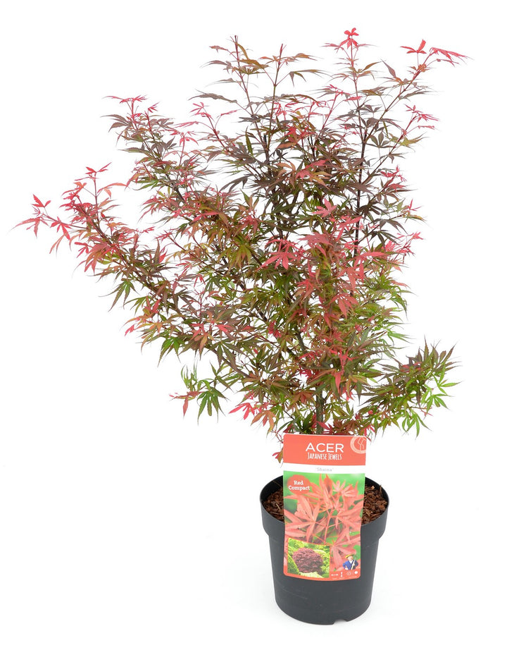 Acer pal. Shaina / 3 Ltr pot