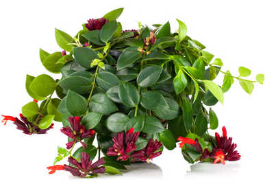 Aeschynanthus mix  P15, hanging pot