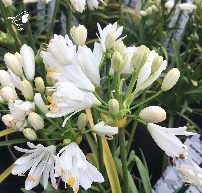 Agapanthus-Double-Diamond-Flower