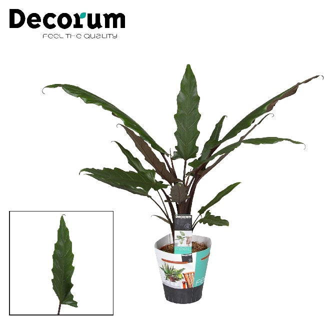 Alocasia lauterbachiana P19