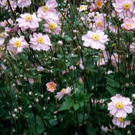 Windflower Anemone Hynigin Charlotte (2Ltr Pot)