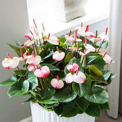 Anthurium a. Princess Amalia Elegance  P17