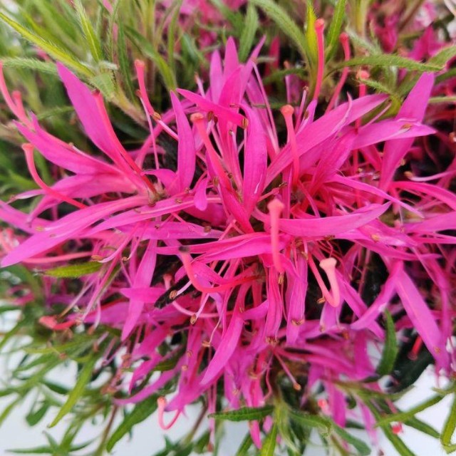 Buy Rhododendron Azalea Starstyle Mix Online