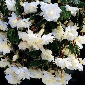 Begonia Giant Cascading White