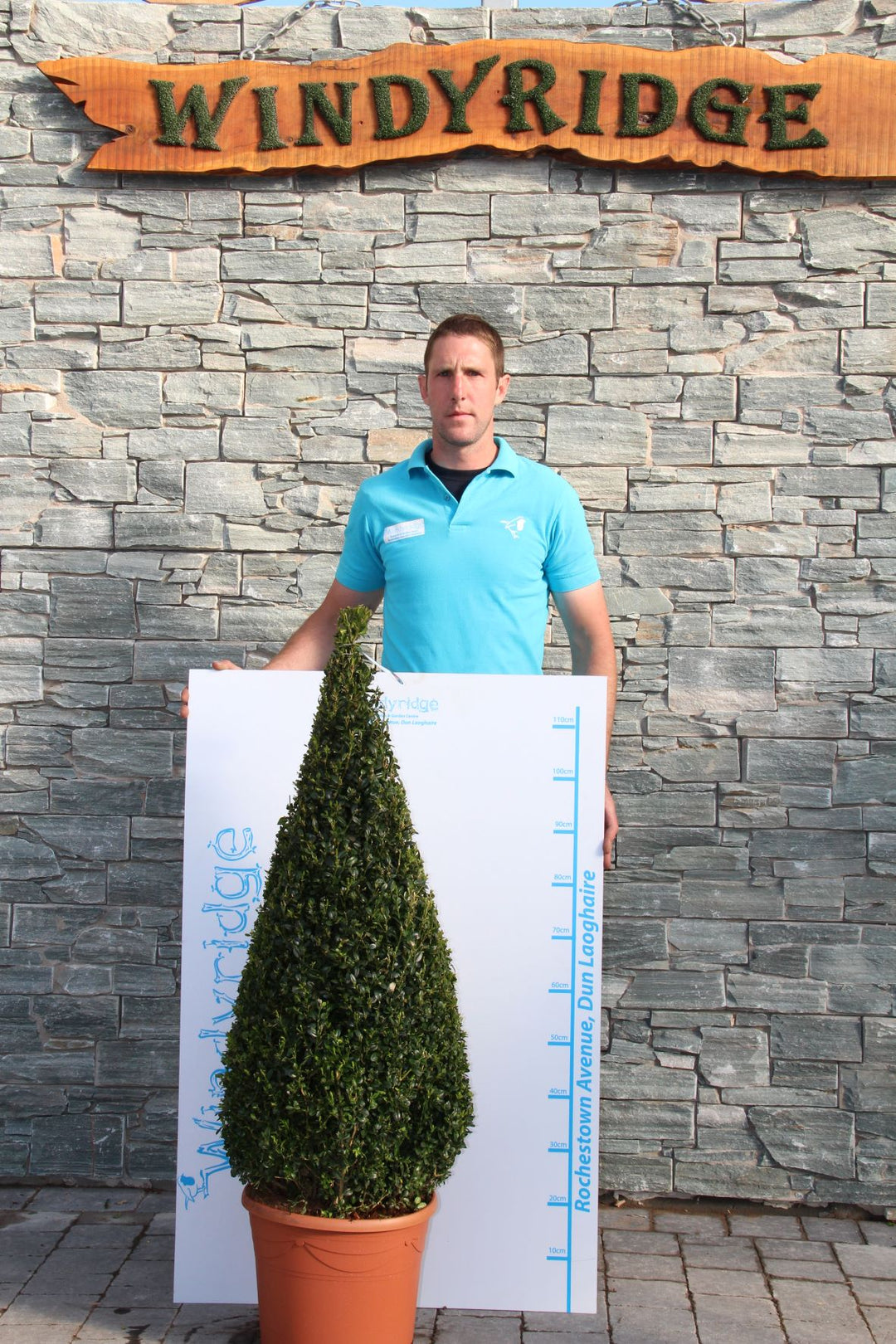 Buxus semp Pyramid 90-100cm