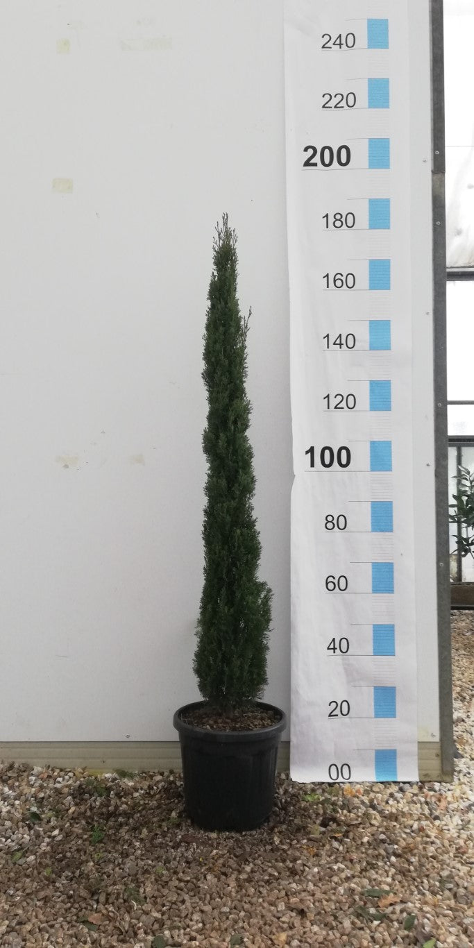 CUPRESSUS SEMP. TOTEM CLT 18 H 125 - 150   CM