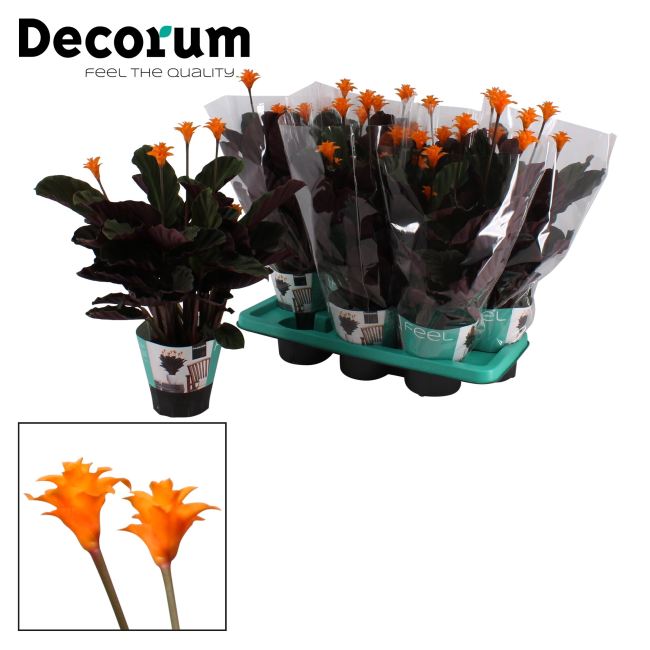 Buy Calathea Crocata Candela Online