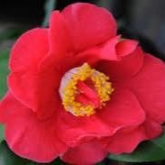 Buy Camellia Japonica Dr. King Online