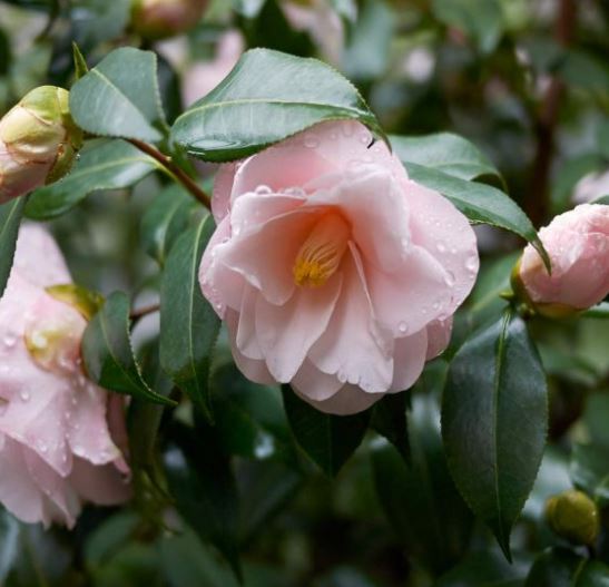 Camellia jap. High fragrance