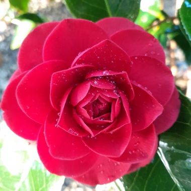 Camellia-jap.-Black-Lace-Flower-1
