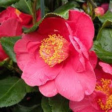 Camellia jap. Dr. King