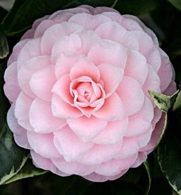 Camellia jap. Nuccios Cameo