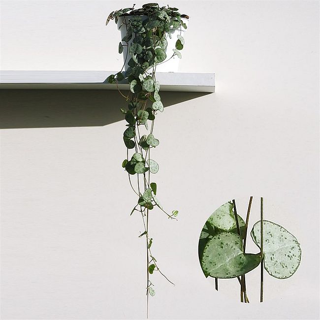 Ceropegia woodii