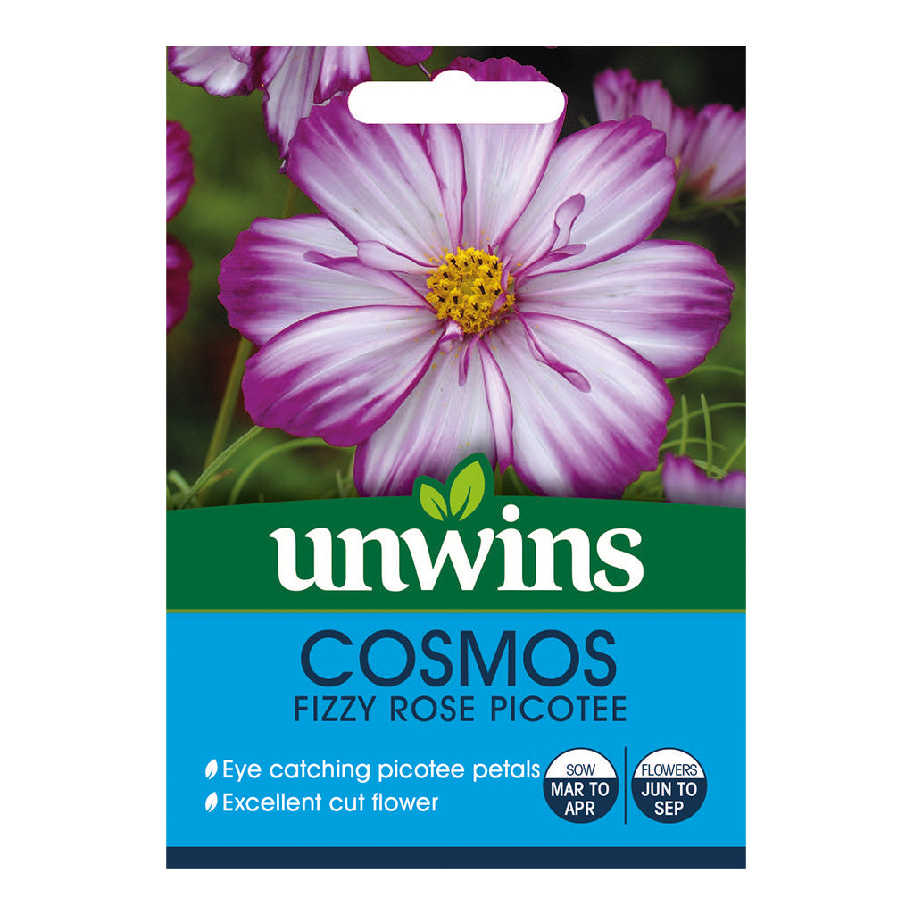 Cosmos Fizzy Rose Picotee