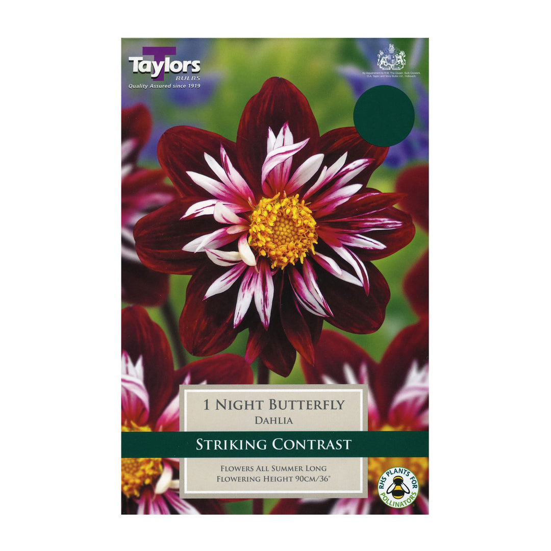 DAHLIA NIGHT BUTTERFLY X 1