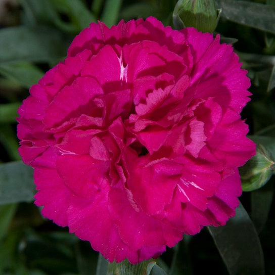 Carnation (Dianthus Colores Pink)