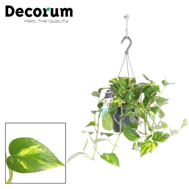 Epipremnum pinnatum Aureum 18cm Hanging Pot ( Devils Ivy )