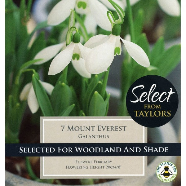 7 GALANTHUS MOUNT EVEREST SELECT