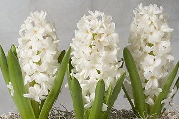 4 HYACINTH AIOLOS PREP LOOSE