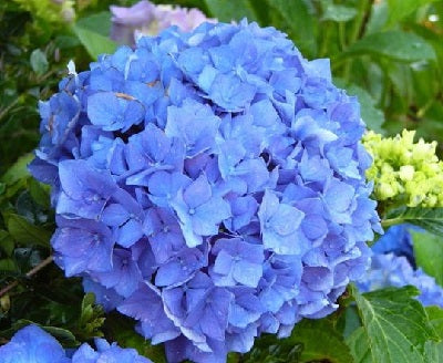 HYDRANGEA M. EARLY BLUE