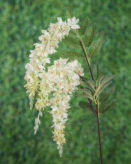 Wisteria-White